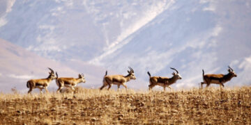 زنگ خطر حیات وحش بشاگرد به صدا درآمد؛  حیات وحش هرمزگان فقیر بود فقیرتر شد