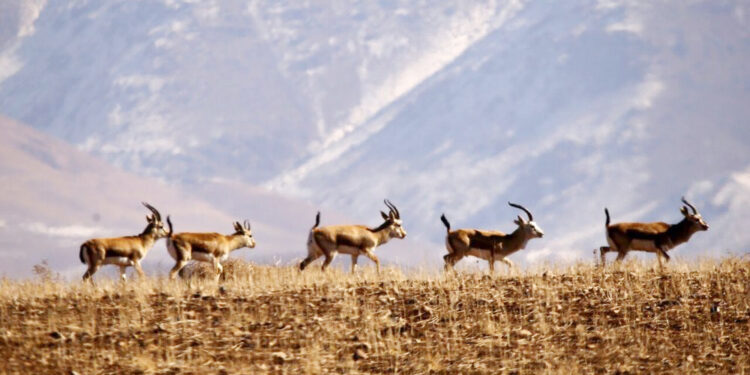 زنگ خطر حیات وحش بشاگرد به صدا درآمد؛  حیات وحش هرمزگان فقیر بود فقیرتر شد
