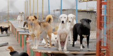 معاون خدمات شهرداری بندرعباس: مشکلی در مرکز نگهداری حیوانات بلاصاحب بندرعباس وجود ندارد