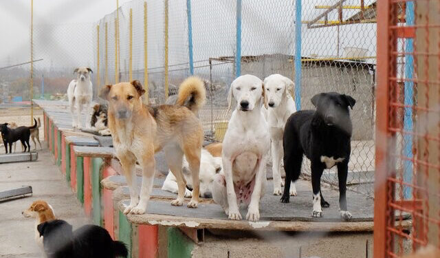 معاون خدمات شهرداری بندرعباس: مشکلی در مرکز نگهداری حیوانات بلاصاحب بندرعباس وجود ندارد