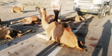 گله ۲۲ نفره شتر زیر چرخ های کامیون رفت