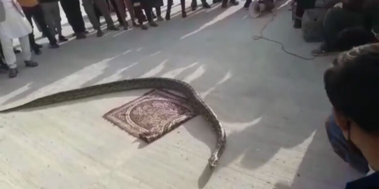 نمایش خیابانی مار در ساحل بندرعباس تخلف محرز زیست محیطی است