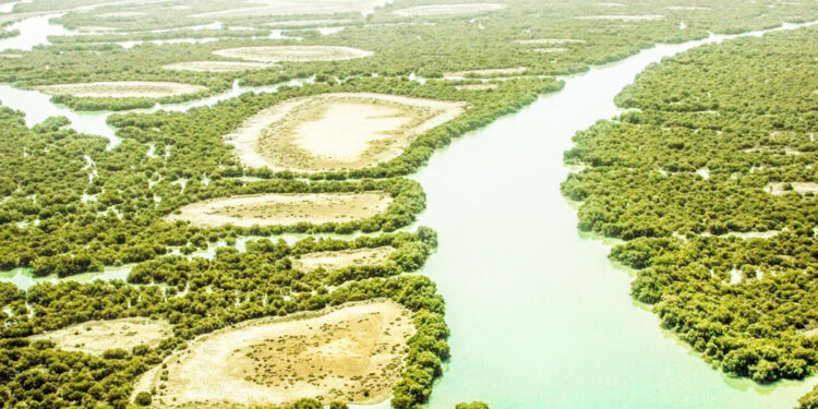 مدیرکل محیط زیست هرمزگان هشدار داد؛ حرا در محاصره میعانات گازی