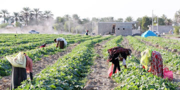 قول مساعد معاون وزیر جهاد کشاورزی برای حمایت از طرح های استان هرمزگان نقش راهبردی در رونق تولید  و اقتصاد کشور دارد