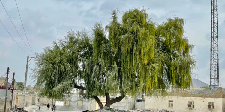 تأملی بر روز درخت کاری