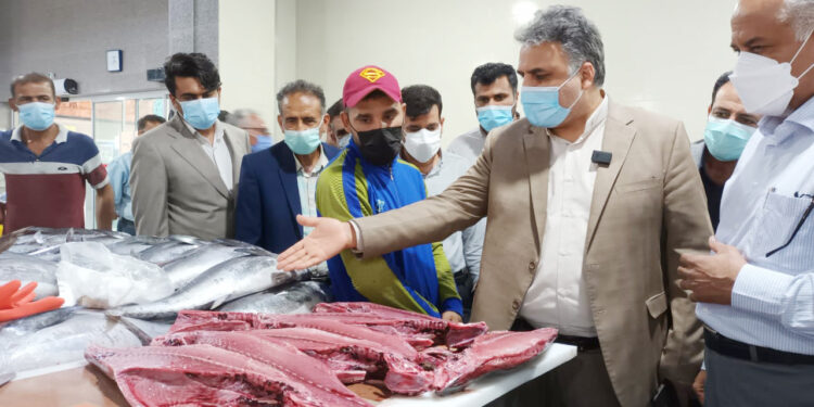 در بازدید مدیرکل تعزیرات حکومتی هرمزگان تصمیم گیری شد؛ مهلت یک هفته ای برای تعیین تکلیف وضعیت بهداشت بازار ماهی فروشان