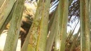 آفت زنجره خرما به جان نخلستان های  فین افتاد