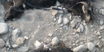 دوئل نابرابر دامداران بشکرد با بیماری ناشناخته