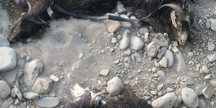 دوئل نابرابر دامداران بشکرد با بیماری ناشناخته