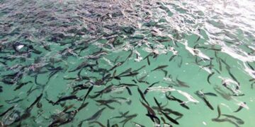 با هدف ایجاد اشتغال انجام شد؛ بررسی راه های تقویت و توسعه صیادی در هرمزگان