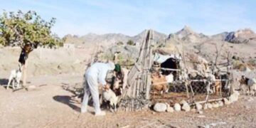 واکسیناسیون ضربتی دام های شهرستان بشاگرد