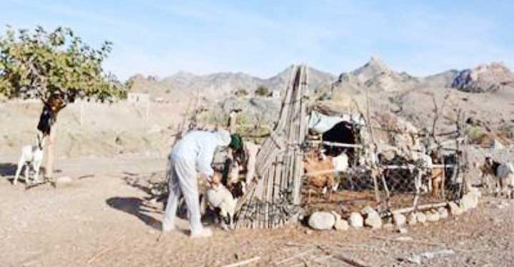 واکسیناسیون ضربتی دام های شهرستان بشاگرد