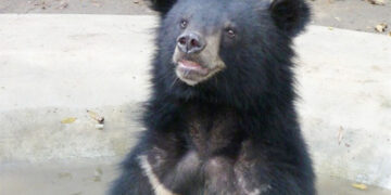 هرمزگان زیستگاه 50 درصد گونه های  در معرض خطر کشور است