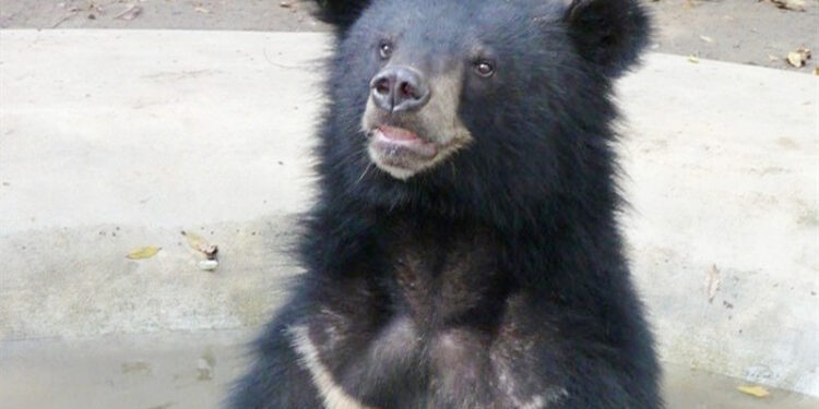 هرمزگان زیستگاه 50 درصد گونه های  در معرض خطر کشور است