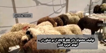 توقیف دو فروند قایق حامل دام قاچاق در آب‌های جزیره قشم