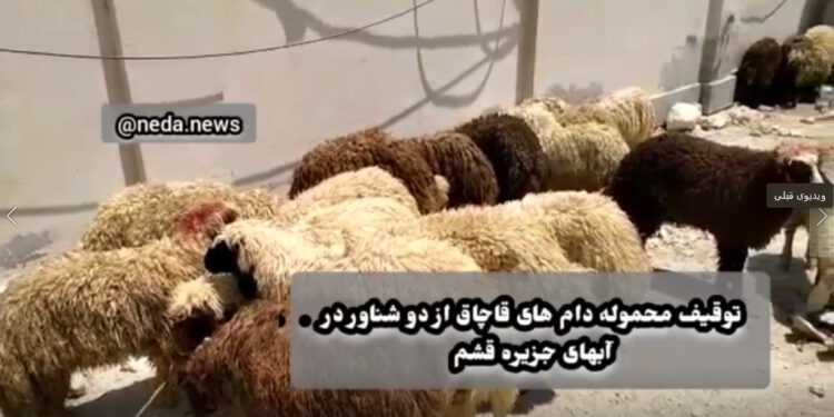 توقیف دو فروند قایق حامل دام قاچاق در آب‌های جزیره قشم