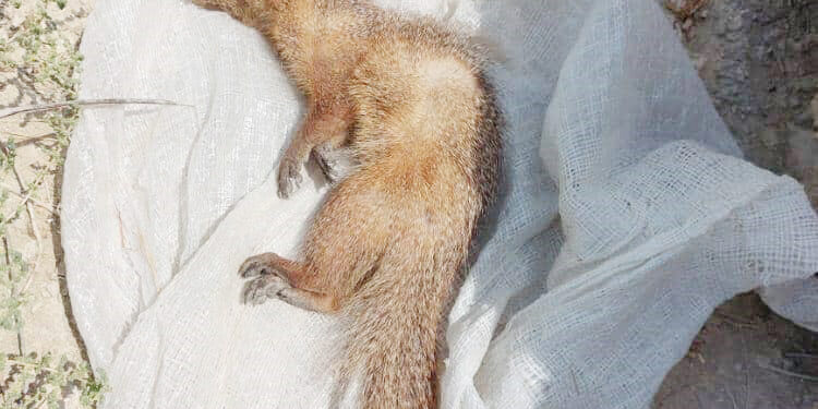 تکرار تهاجم خدنگ به انسان  در هرمزگان