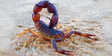 کودک ۱۰ ساله مینابی قربانی عقرب