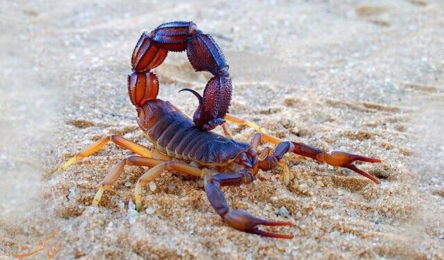 کودک ۱۰ ساله مینابی قربانی عقرب