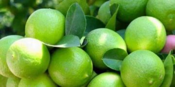 دلالان باعث کاهش قیمت لیموی رودان هستند