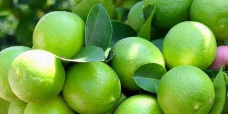 دلالان باعث کاهش قیمت لیموی رودان هستند