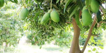 پارک ملت میناب مرکز کاشت انبه می شود