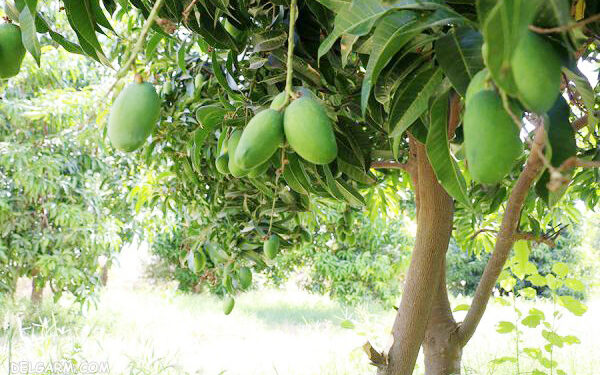 پارک ملت میناب مرکز کاشت انبه می شود