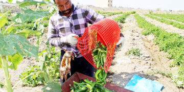 رییس سازمان جهادکشاورزی استان: هرمزگان در زمینه دامپروری و تولید محصولات خارج از فصل جزو استان های برتر است