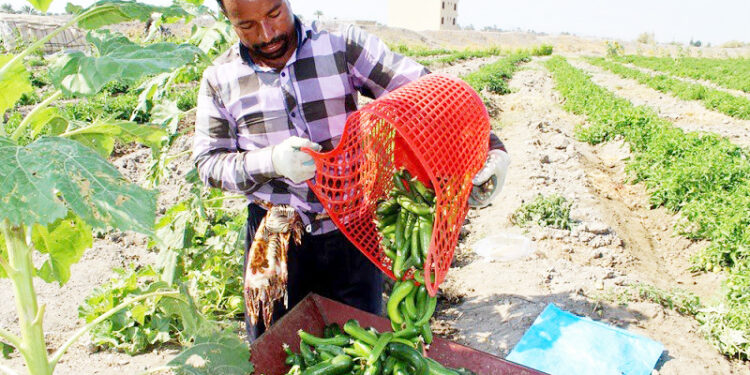 رییس سازمان جهادکشاورزی استان: هرمزگان در زمینه دامپروری و تولید محصولات خارج از فصل جزو استان های برتر است