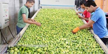 تأمین منابع مالی برای رفع مشکل قیمت پایین لیموترش در کوتاه مدت