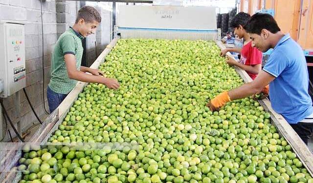 تأمین منابع مالی برای رفع مشکل قیمت پایین لیموترش در کوتاه مدت