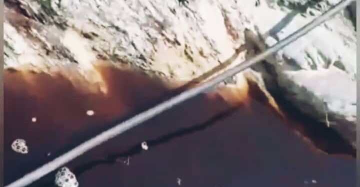 پوسته درختان رنگ آب را تغییر داد