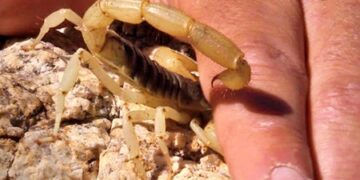 نجات جان بیمار از زهر کشنده عقرب در بخش لیردف