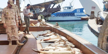 صید غیرمجاز اشتغال ۳۵ هزار صیاد هرمزگانی را تهدید می‌کند