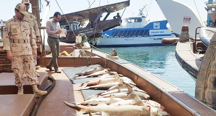 صید غیرمجاز اشتغال ۳۵ هزار صیاد هرمزگانی را تهدید می‌کند