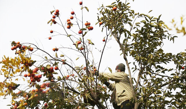 معاون برنامه‌ریزی و امور اقتصادی سازمان جهاد کشاورزی هرمزگان خبر داد:  3 هزار فرصت شغلی در حوزه کشاورزی ایجاد می شود