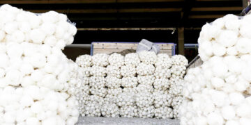 خرید توافقی پیاز