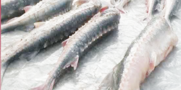 کشف محموله 10 میلیاردی ماهی قاچاق در هرمزگان