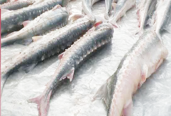 کشف محموله 10 میلیاردی ماهی قاچاق در هرمزگان