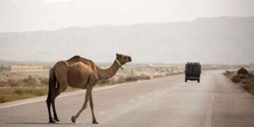 دستور دادستان جاسک برای ذبح شترهای شبگرد