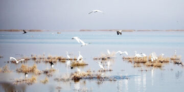 سرشماری ۷۰ هزار پرنده در هرمزگان