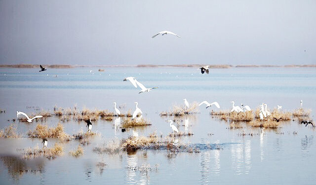 سرشماری ۷۰ هزار پرنده در هرمزگان