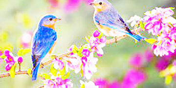 تلاقی« دو بهار» مبارک