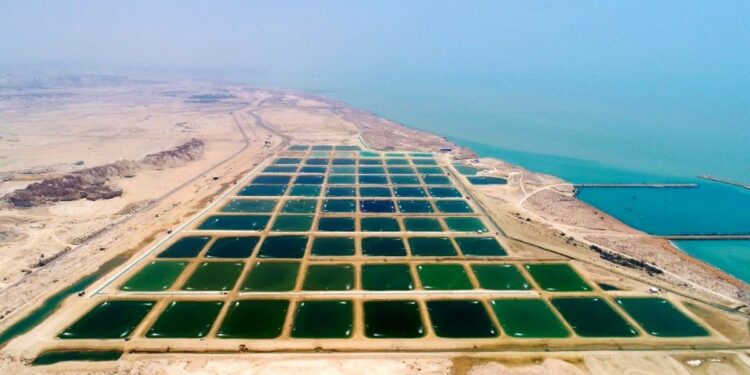 حل و فصل مسائل زیست محیطی اراضی قابل واگذاری پرورش میگو؛ ۴ هزار هکتار به سطح زیر کشت میگوی هرمزگان اضافه می شود