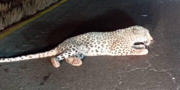 پلنگ خمیر از نفس افتاد