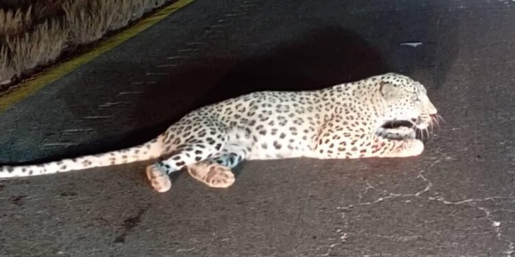 پلنگ خمیر از نفس افتاد