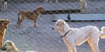 رئیس سازمان مدیریت پسماند شهرداری بندرعباس خبر داد: واکسیناسیون سگ‌های بی‌ پناه در بندرعباس