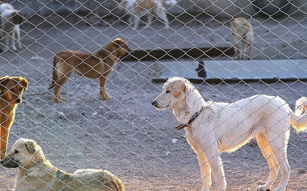 رئیس سازمان مدیریت پسماند شهرداری بندرعباس خبر داد: واکسیناسیون سگ‌های بی‌ پناه در بندرعباس