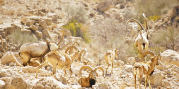 مدیرکل حفاظت محیط زیست هرمزگان خبر داد: 10 جایگاه حیات وحش در مجاورت گنو احداث می شود