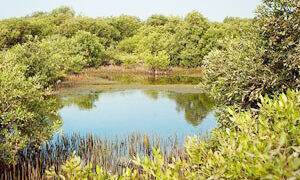 گُل دهی درختان حرا در قشم آغاز شد